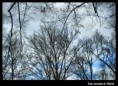 /album/jaroslav-d-ptacek-stromy/stromy-06-jpg/