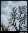 /album/jaroslav-d-ptacek-stromy/stromy-09-jpg/
