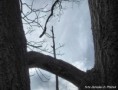 /album/jaroslav-d-ptacek-stromy/jaroslav-d-ptacek-0006-jpg/